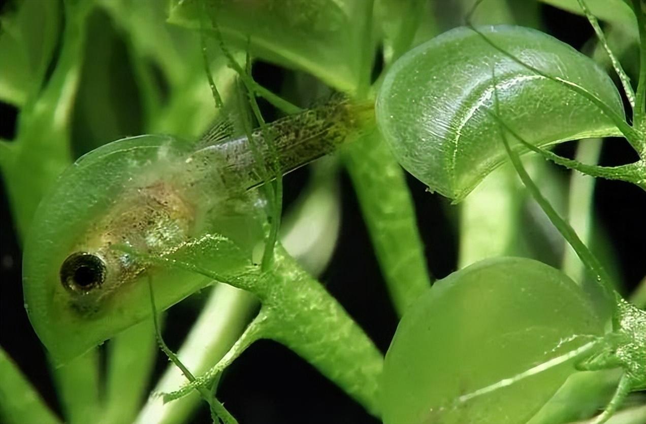 哪种植物是吃肉的（自然界中的捕猎高手）