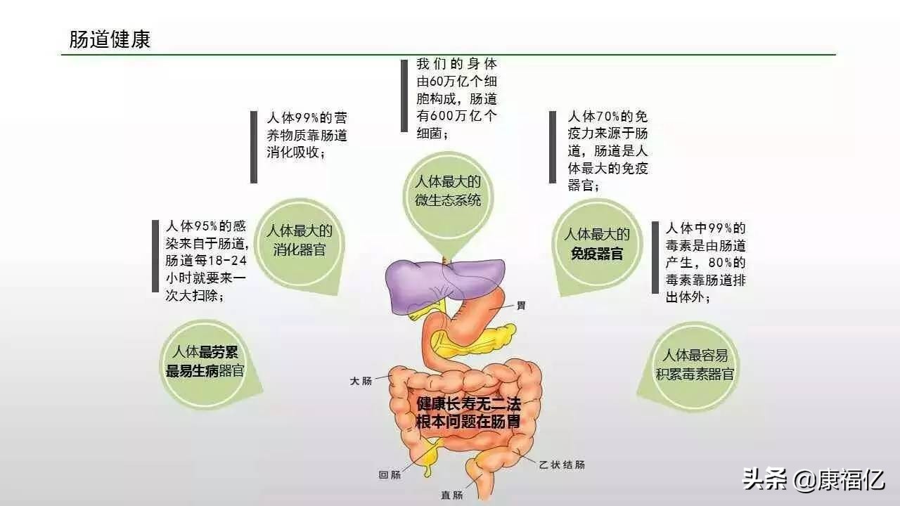 康福亿健康小知识：菊粉是什么，功效与作用如何