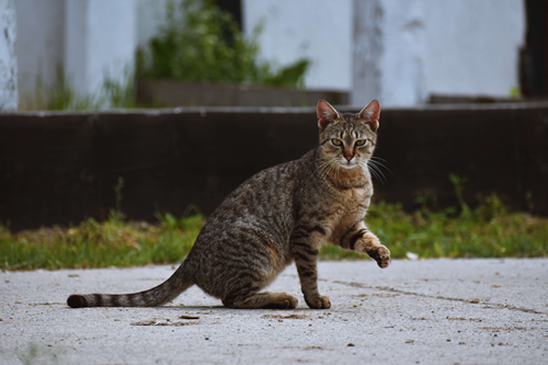 猫咪品种介绍大全，哪种猫咪更适合你？