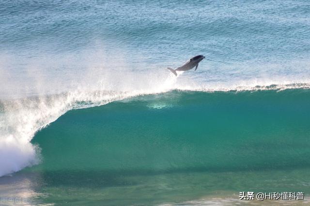 海豚的性格器官有多少厘米（海豚的性格特征是什么）