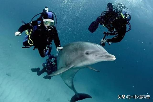 海豚的性格器官有多少厘米（海豚的性格特征是什么）