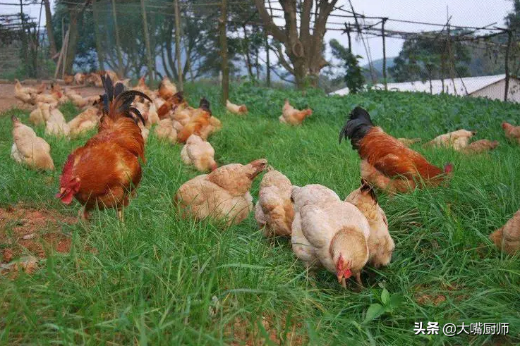 鸡肉怎么炒好吃又嫩（教你一招 鸡肉鲜嫩美味）