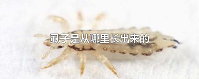 ​虱子是从哪里长出来的