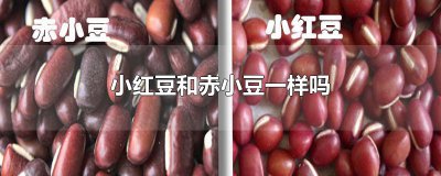 ​小红豆和赤小豆一样吗