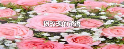 ​粉玫瑰的花语