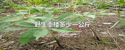 ​野生重楼多少一公斤