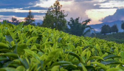 ​安徽四大名茶是哪四大名茶