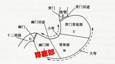 ​肠胃不吸收很瘦怎么办怎么调理(肠胃吸收不好人很瘦怎么改善)