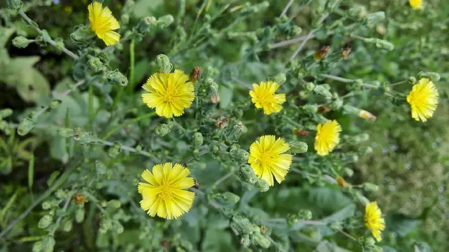 贡菜是不是莴笋（莴苣是什么菜）(图5)