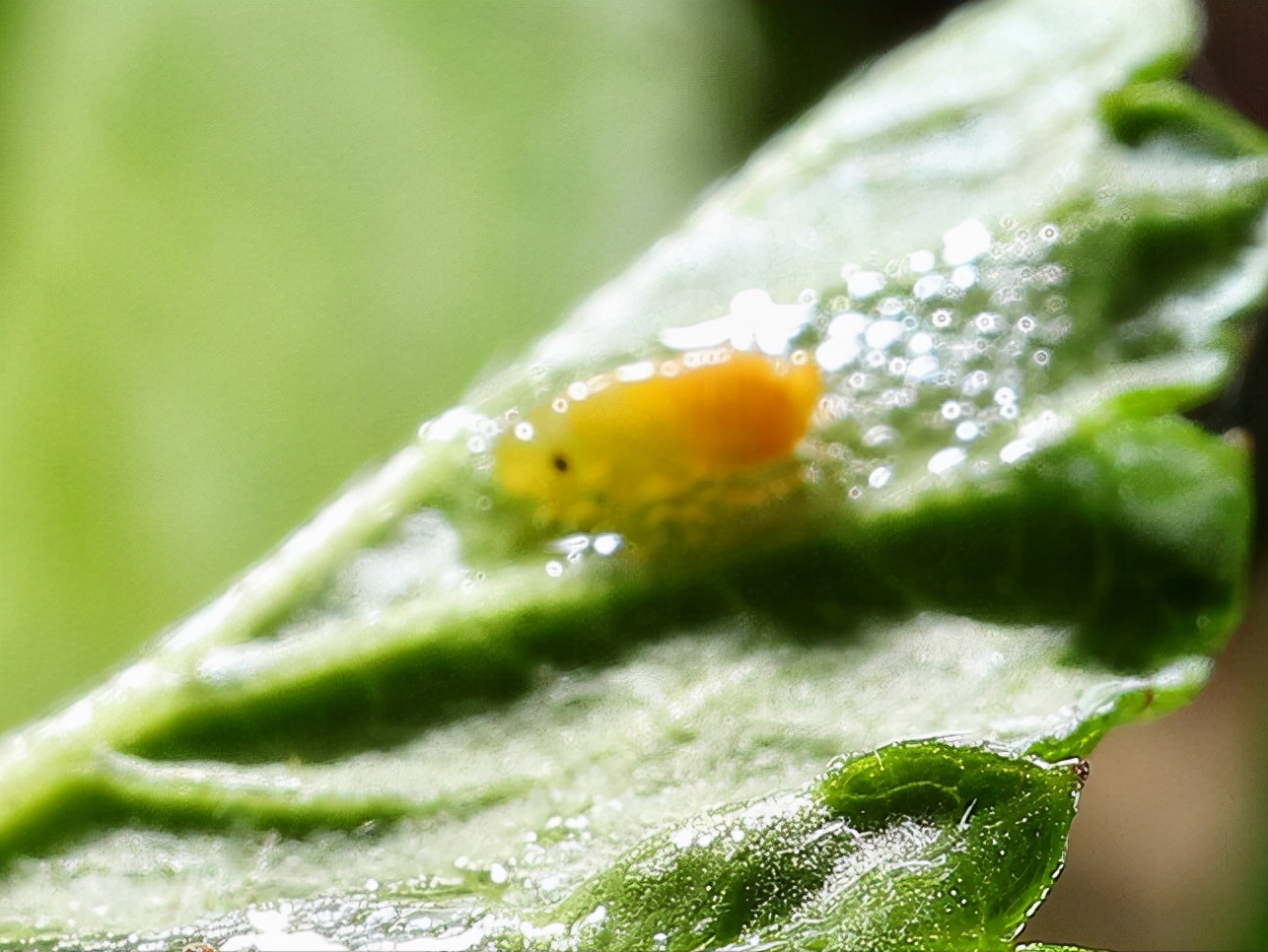 世界上哪种昆虫最多（世界上有什么昆虫）(图4)