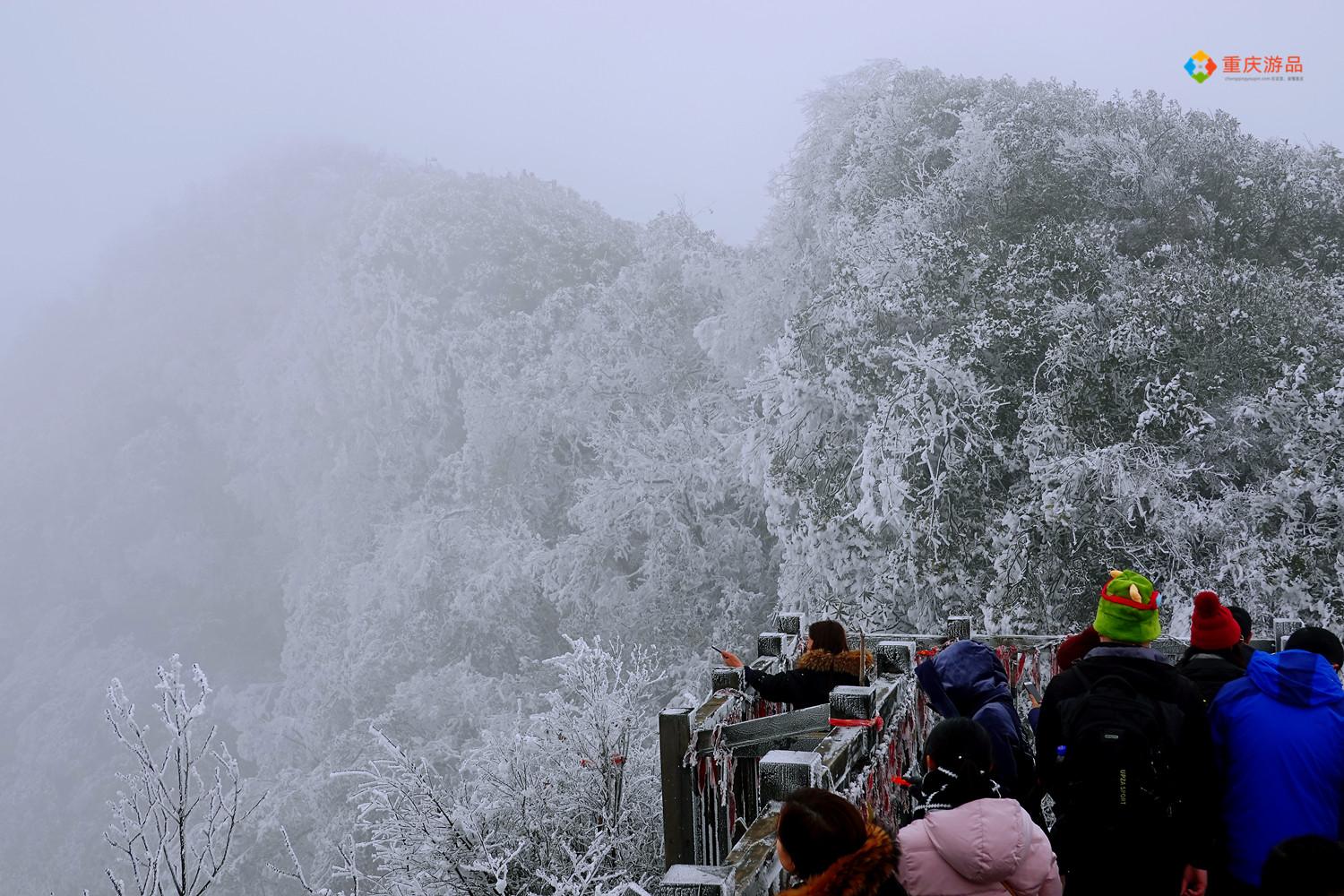 金佛山海拔高度（金佛山海拔最高多少米）(图9)