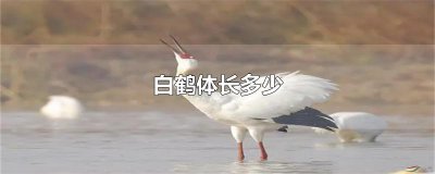 ​白鹤体长多少