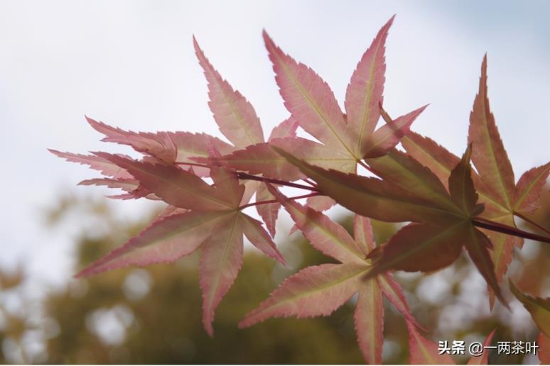 晌午的拼音是什么晌午的拼音