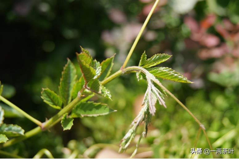 晌午的拼音是什么晌午的拼音