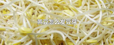 ​黄豆怎么发豆芽