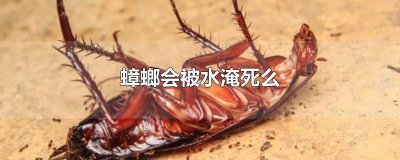 ​蟑螂会被水淹死么