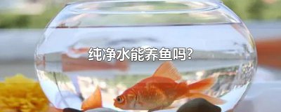 ​纯净水能养鱼吗?