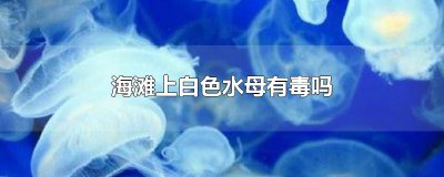 ​海滩上白色水母有毒吗