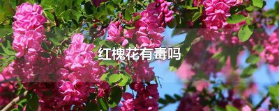 ​红槐花有毒吗