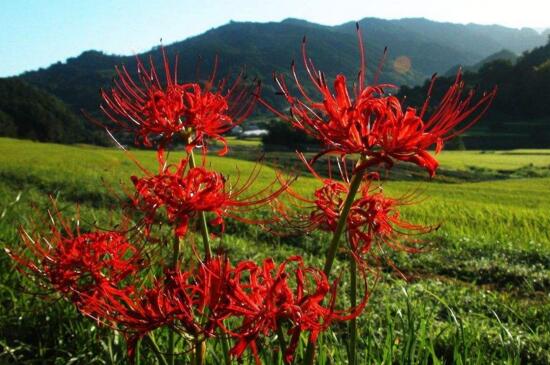 彼岸花什么时候开花（图）(图2)