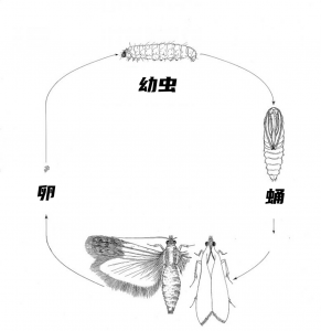 ​家里有蛾子是什么原因（家里有蛾子怎么样才能彻底去除）