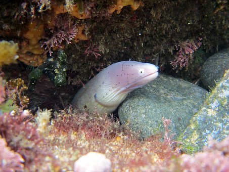 moray-274940__340.jpg