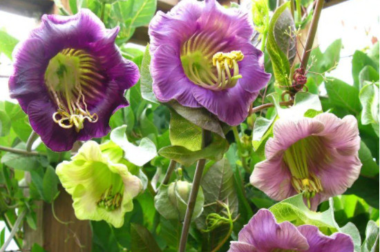 黑眼苏珊藤是一年生还多年(图2)