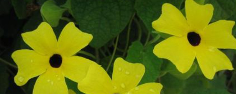 黑眼苏珊藤是一年生还多年(图1)