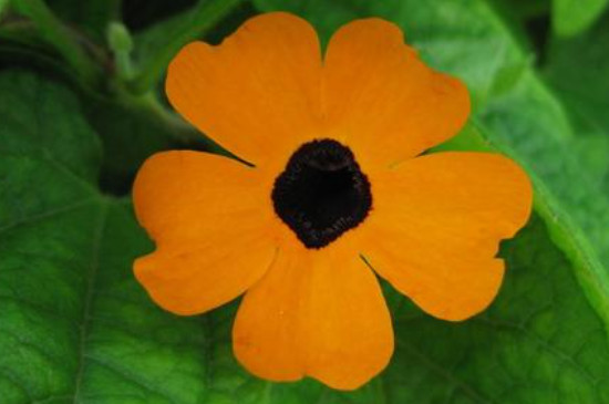 黑眼苏珊藤是一年生还多年(图3)