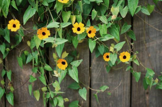 黑眼苏珊藤是一年生还多年(图4)