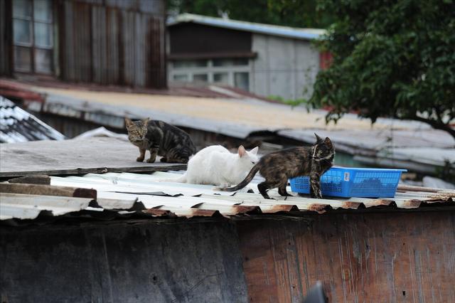 新收养流浪猫的方法是什么（收养流浪猫需要提前了解这些）(2)