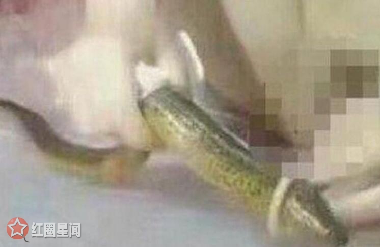 美女黄鳝门主播被刑拘 黄鳝视频21分钟完整版不忍直视