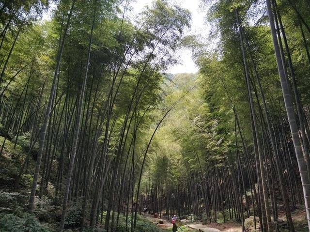 宜兴旅游攻略自助游推荐（满意的宜兴深度游）(15)