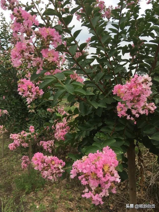 自贡旅游十大必去景点（畅游自贡之西蜀名山）(4)