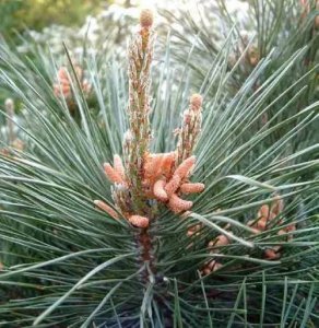 ​油松是什么植物类别（油松是裸子植物还是被子植物）