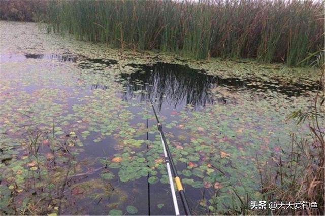 野钓鲫鱼怎么才能钓更多（野钓大鲫鱼流传下来了）(4)