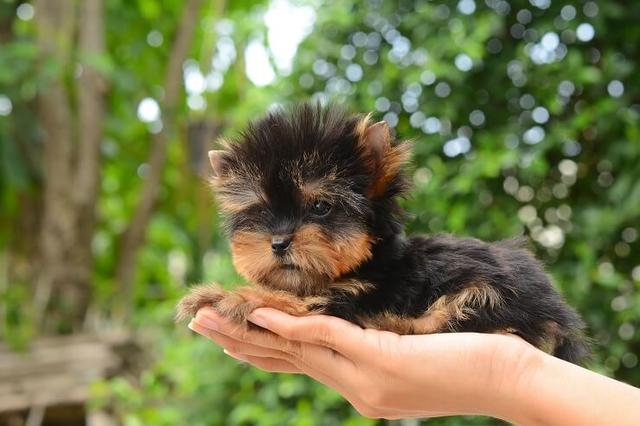 茶杯犬可不可爱（精致可爱得让人无法抗拒的茶杯犬）(2)