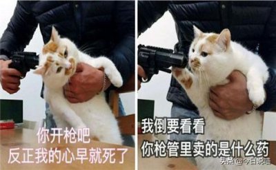 ​比较常见的宠物猫品种有哪些（盘点十大网红猫品种）