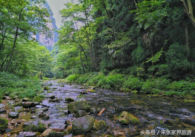 张家界旅游自由行导游（张家界自助游门票）(4)