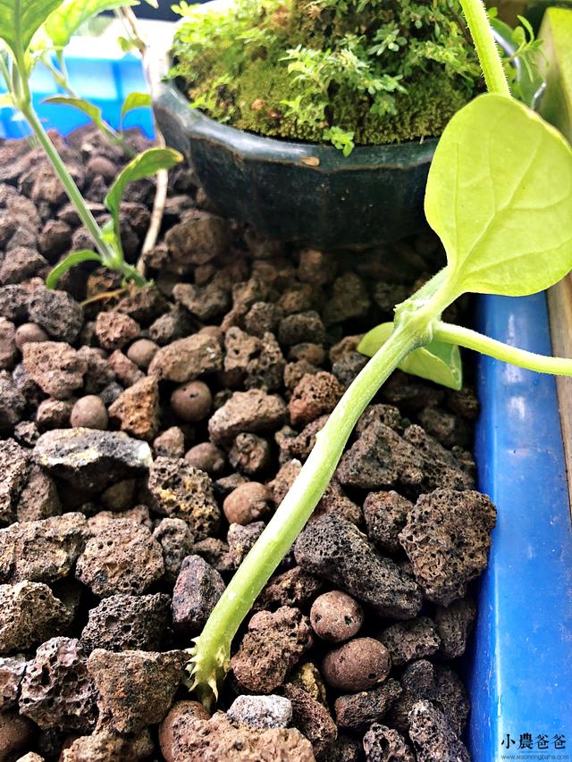 介绍与众不同植物的根（一起认识植物的根的分类）(4)