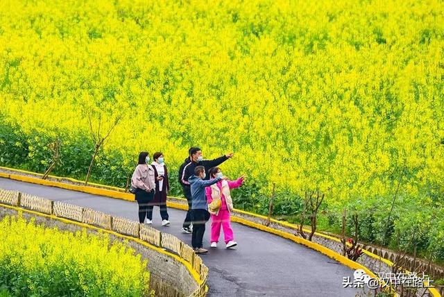 汉中油菜花最佳观花点（汉中不容错过的三大观花点）(3)