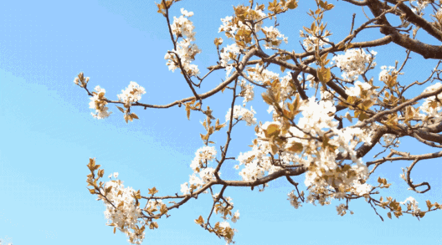 汉中油菜花最佳观花点（汉中不容错过的三大观花点）(26)