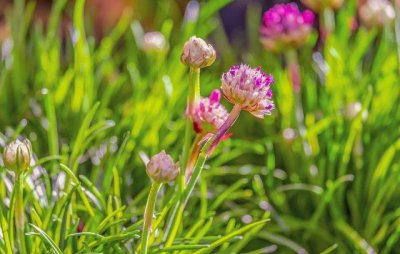 ​贵州看花的景点（盘点贵州12大赏花景点）