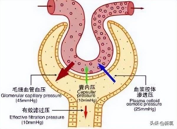 利马超模历届走秀（退休超模BarbaraPalvin回归网友）(46)