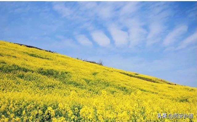 西安去汉阴看油菜花攻略（超全攻略西安至西乡）(14)