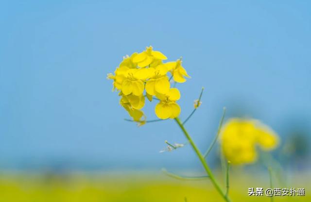 西安去汉阴看油菜花攻略（超全攻略西安至西乡）(22)