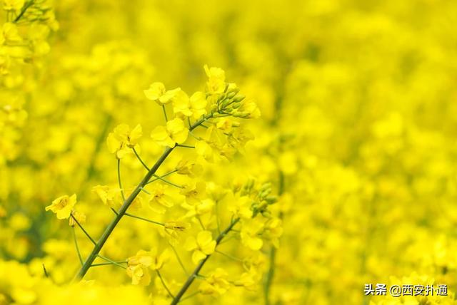 西安去汉阴看油菜花攻略（超全攻略西安至西乡）(6)