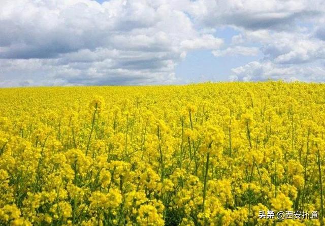 西安去汉阴看油菜花攻略（超全攻略西安至西乡）(15)