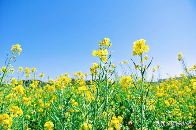 西安去汉阴看油菜花攻略（超全攻略西安至西乡）(1)