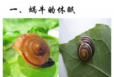 ​蜗牛冬天冬眠吗，蜗牛是怎样夏眠的或冬眠的？